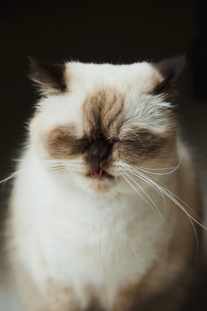 Beautiful cat sticking its tongue out
