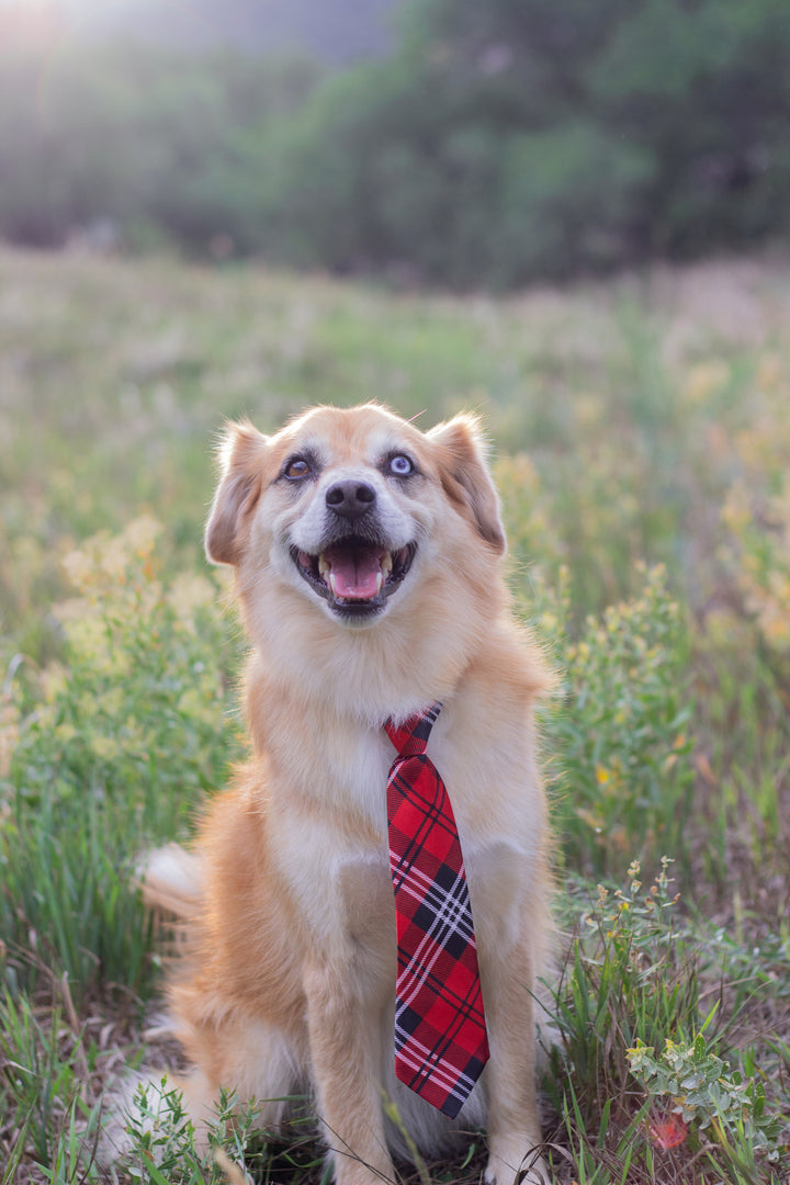 Dog sitting in a field with a men's tie around his neck