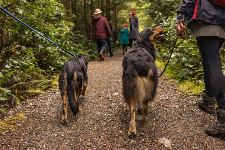 Two dogs loving life as they hike through the woods